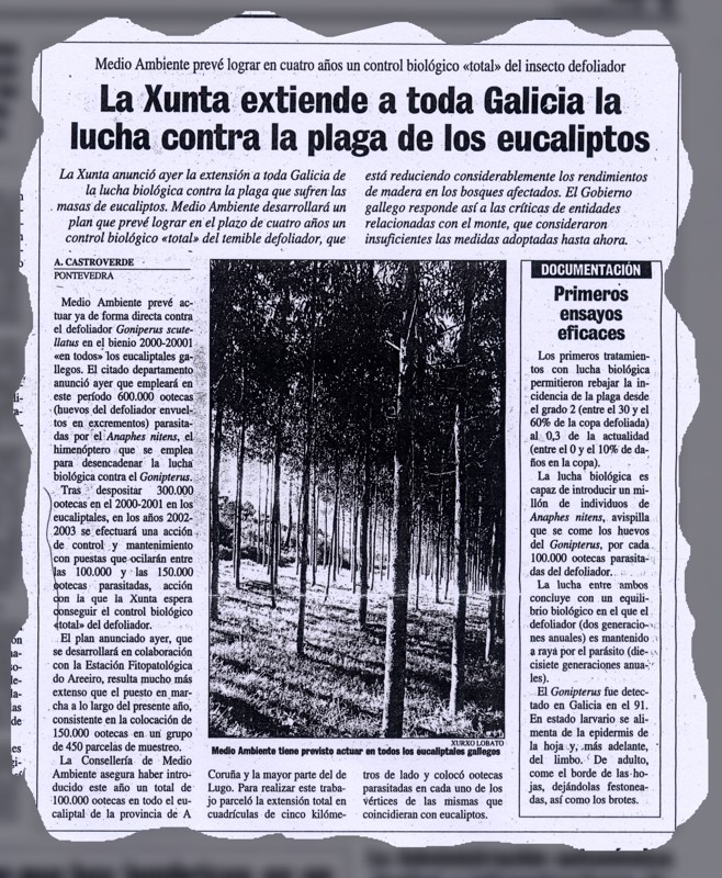 A Xunta estende a toda Galicia a loita fronte  praga dos eucaliptos