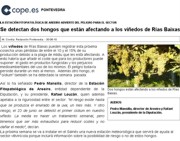 Two fungi that are affecting Rías Baixas vineyards were detected