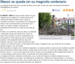 Massó loses its several hundred years- old magnolia tree. 