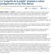 The "potato flea bettle" is becoming increasingly important in the Rías Baixas