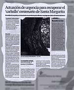 Urgent action to recover the centenary common oak in Santa Margarita.