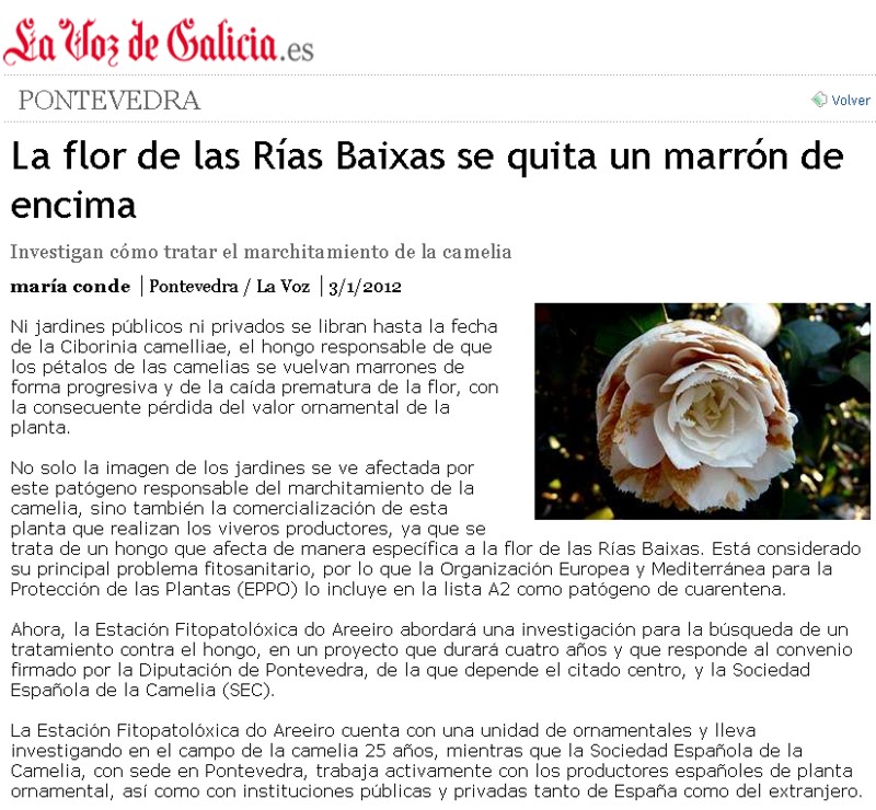 The flower of the Rías Baixas 