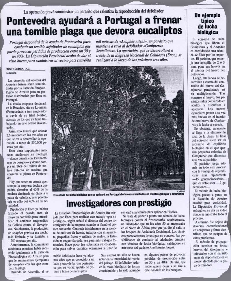 Pontevedra axudar a Portugal a frear a temible praga que devora eucaliptos