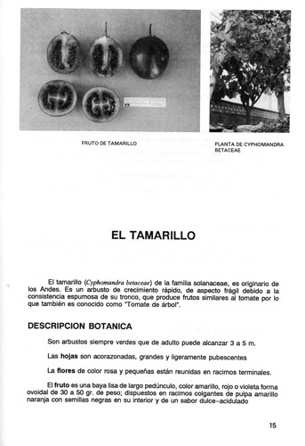 El Tamarillo