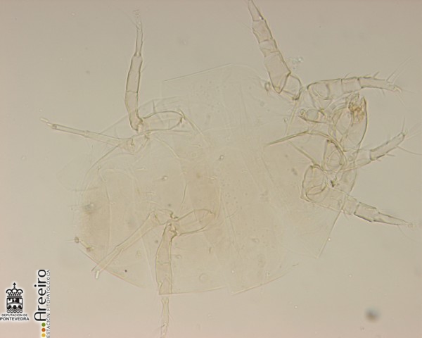 Hembra de Polyphagotarsonemus latus clarificada para su identificacin en microscopio