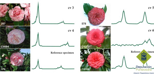 Servizo de caracterización e identificación de cultivares de Camellia xaponica