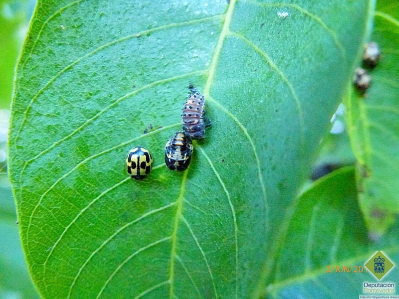 Larva, pupa y adulto de coccinlido