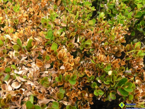Secado de hojas por Cylindrocladium buxicola