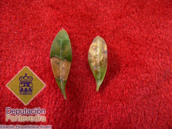 Monarthropalpus buxi - Detalle de sntomas nas follas.