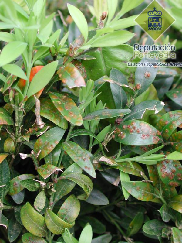 Puccinia buxi - Sntomas na planta