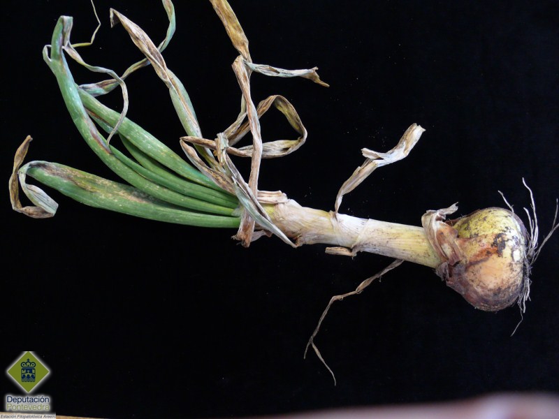 Sintomas del mildiu de la cebolla