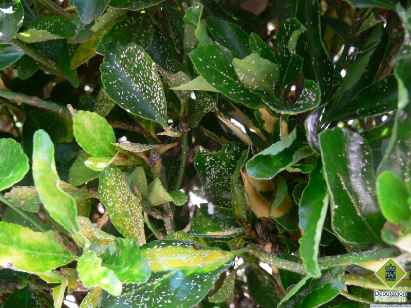 Machos de Unaspis euonymi en hojas y brotes
