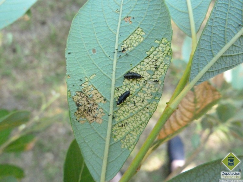 Larvas e danos de crisomlido en folla de salgueiro