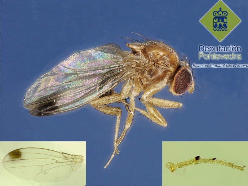 Macho de Drosophila suzukii y detalles caracteristicos
