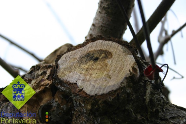 Detalle de síntomas de enfermedades de la madera en kiwi