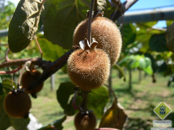Golpe de sol en fruto de kiwi