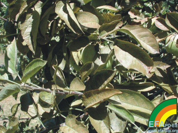 Bronceado de las hojas debido a Panonychus ulmi