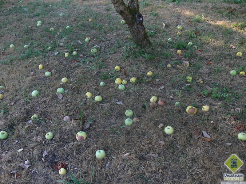 Manzanas en el entorno de un manzano en fase de pudrición