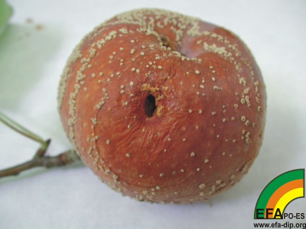 Síntomas de Monilia sp en manzano. Obsérvese el crecimiento del hongo en círculos concéntricos