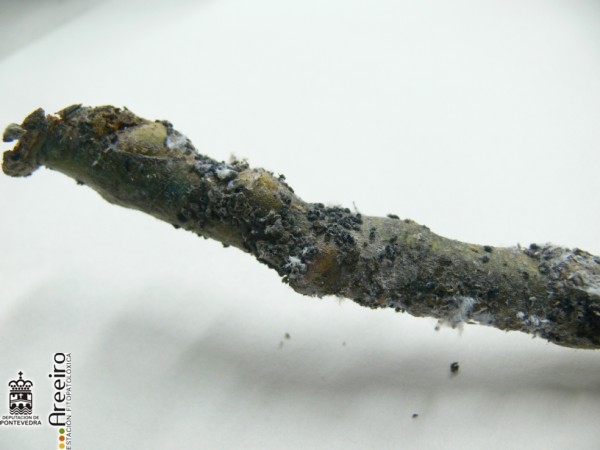 Eriosoma lanigerum -  Pulgon Lanigero parasitado
