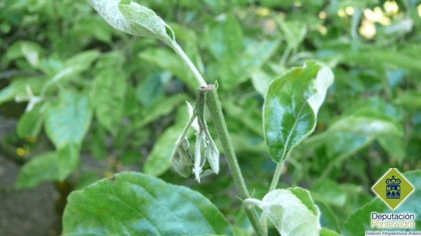Sínotmas característicos de rhynchites coeruleus en manzano