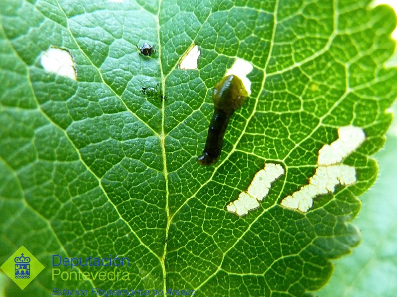 Larva de Caliroa limacina alimentandose