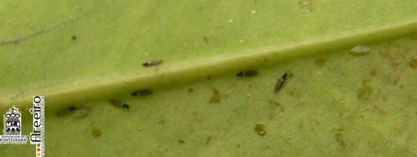 Adultos y larvas