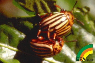 Leptinotarsa decemlineata�- Escarabajo de la patata