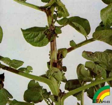 Phytophthora infestans - Síntomas en planta de Mildiu de la patata