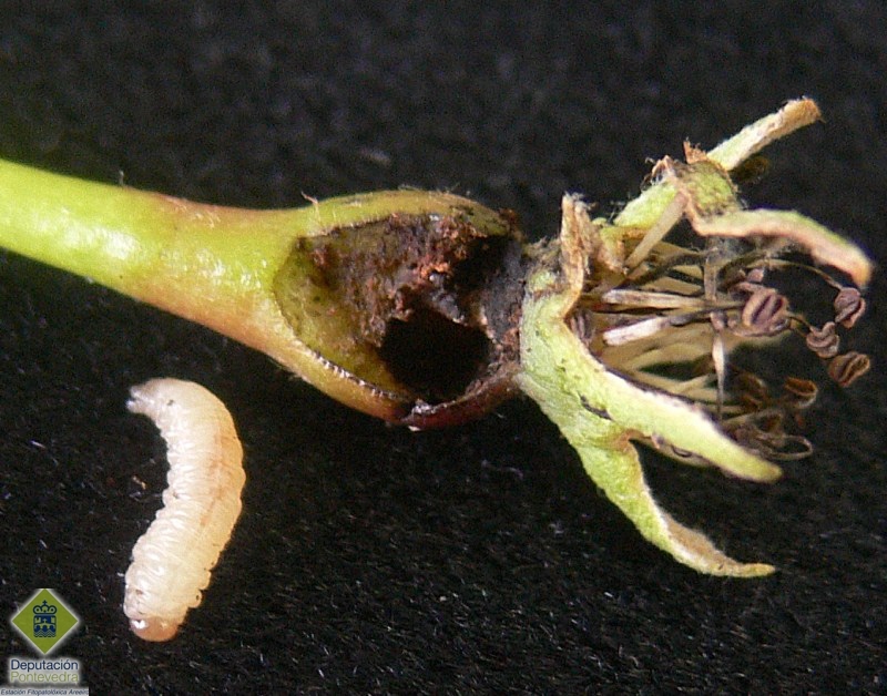Daño y larva de Hoplocampa