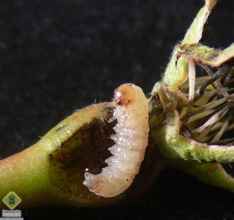 Detalle de la larva de Hoplocampa del peral 