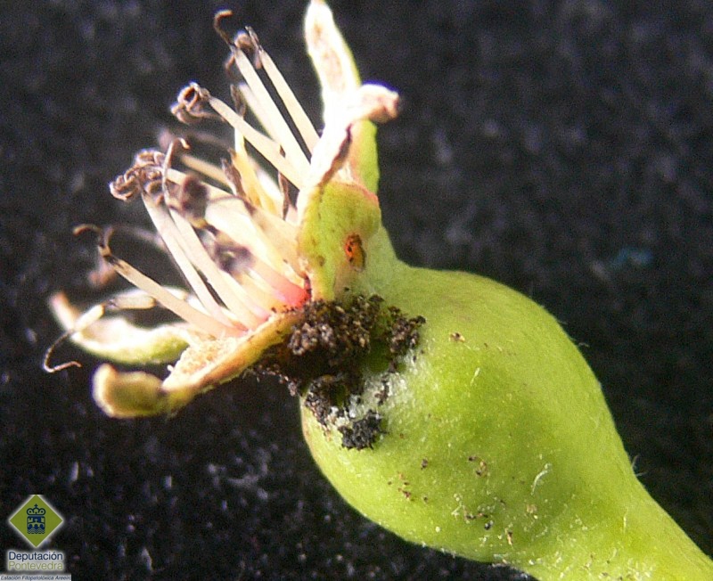 Deyecciones de larva de Hoplocampa en fruto 