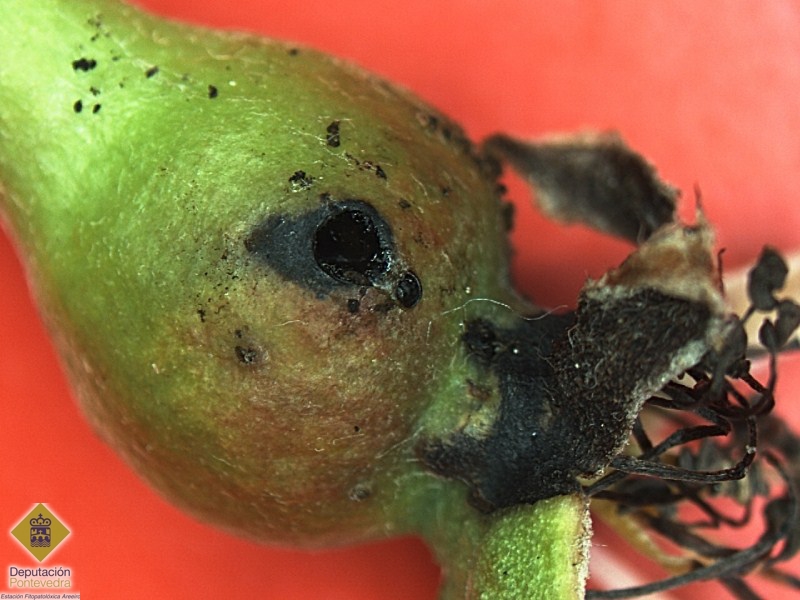 Orificio de salida de larva de Hoplocampa