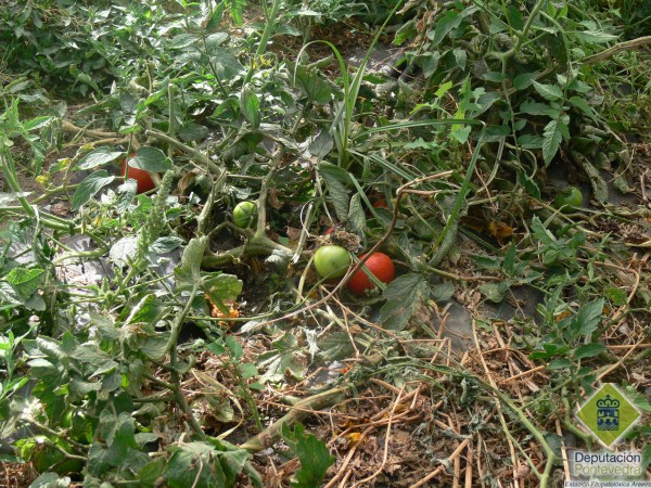 Restos de cultivo de tomate que deben eliminarse para reducir invernación de Tuta absoluta