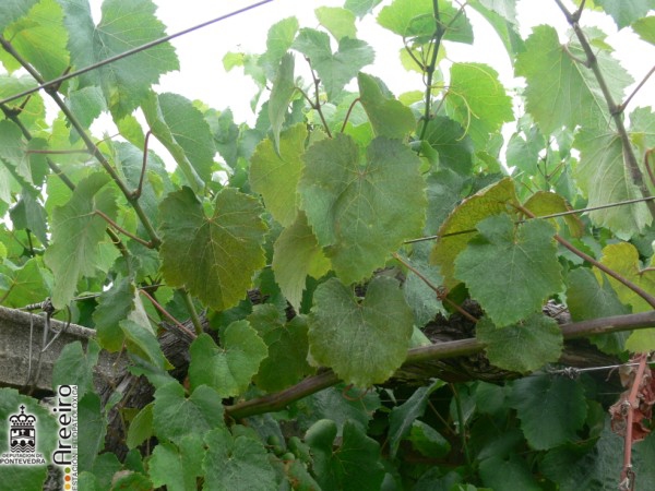 Calepitrimerus vitis - Bronceado de las hojas causado por acariosis