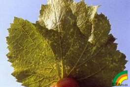 Calepitrimerus vitis - Síntoma inicial de acariosis