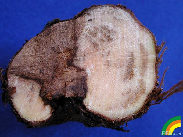 Alteración de la madera (complejo eutypa y complejo yesca)