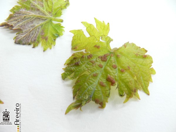 Colomerus vitis - Eríneas en hojas jóvenes de variedad tinta