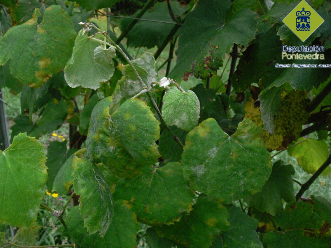 Plasmopara vitícola - Brotes terminales con manchas de mildiu