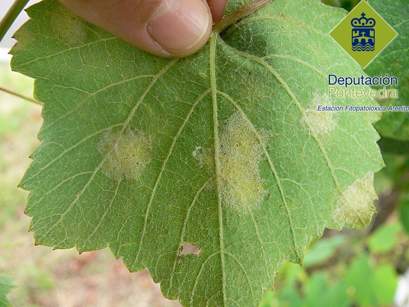 Esporulación de mildiu en manchas nuevas de planta testigo