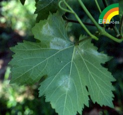 Plasmopara viticola - Síntoma de Mildiu: Esporulación en envés de hoja