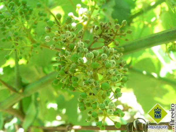 Plasmopara viticola - Fructificación en racimo