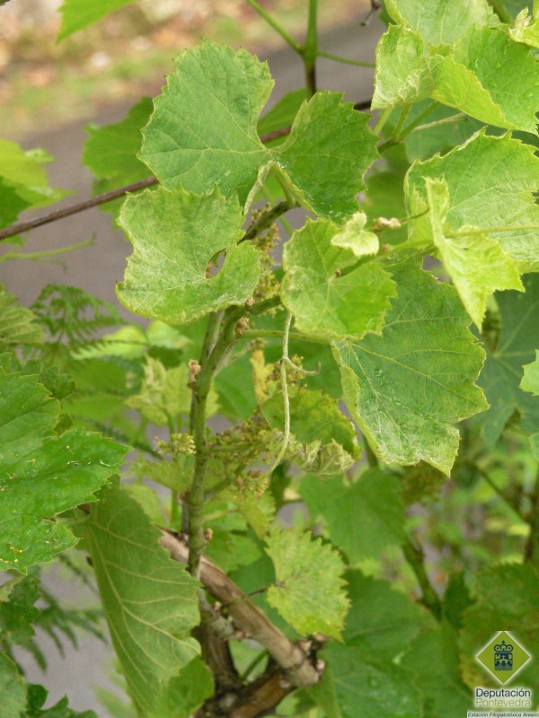 Crispado de hojas por ataque de oidio