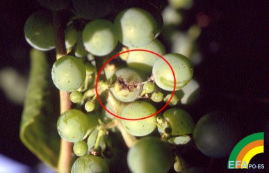 Lobesia botrana - Penetración de polilla del racimo